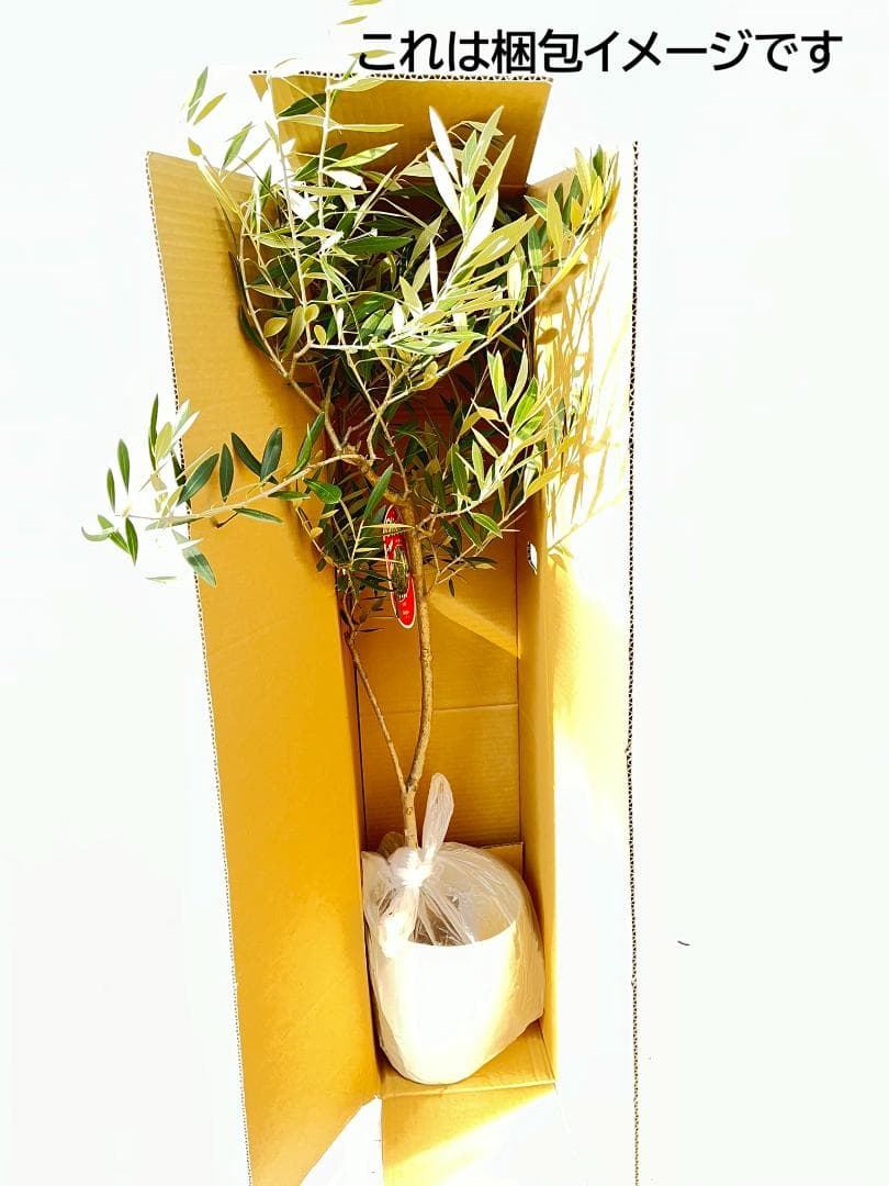 オリーブの木　モライオロ　7号　約120cm　K-315　現品掲載