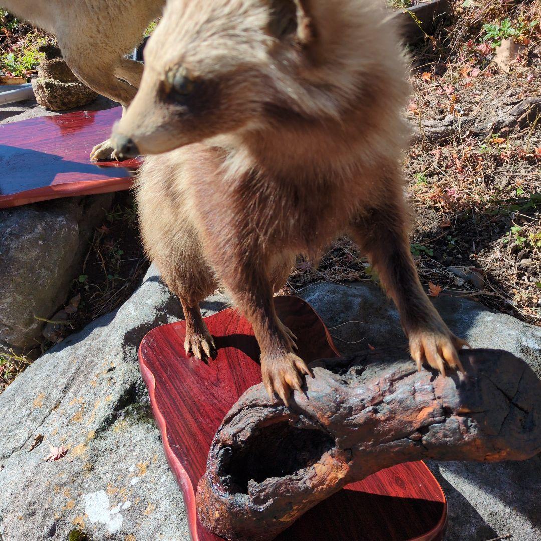 タヌキの剥製 木製台座付き