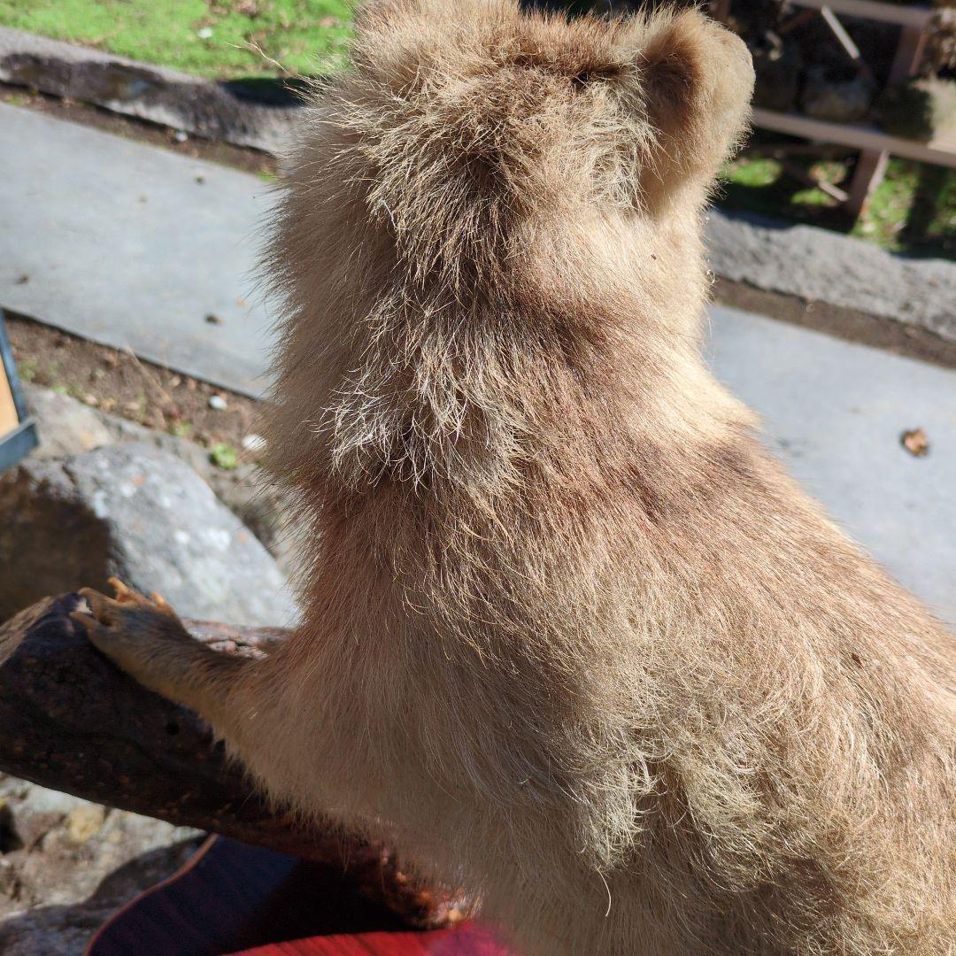 タヌキの剥製 木製台座付き