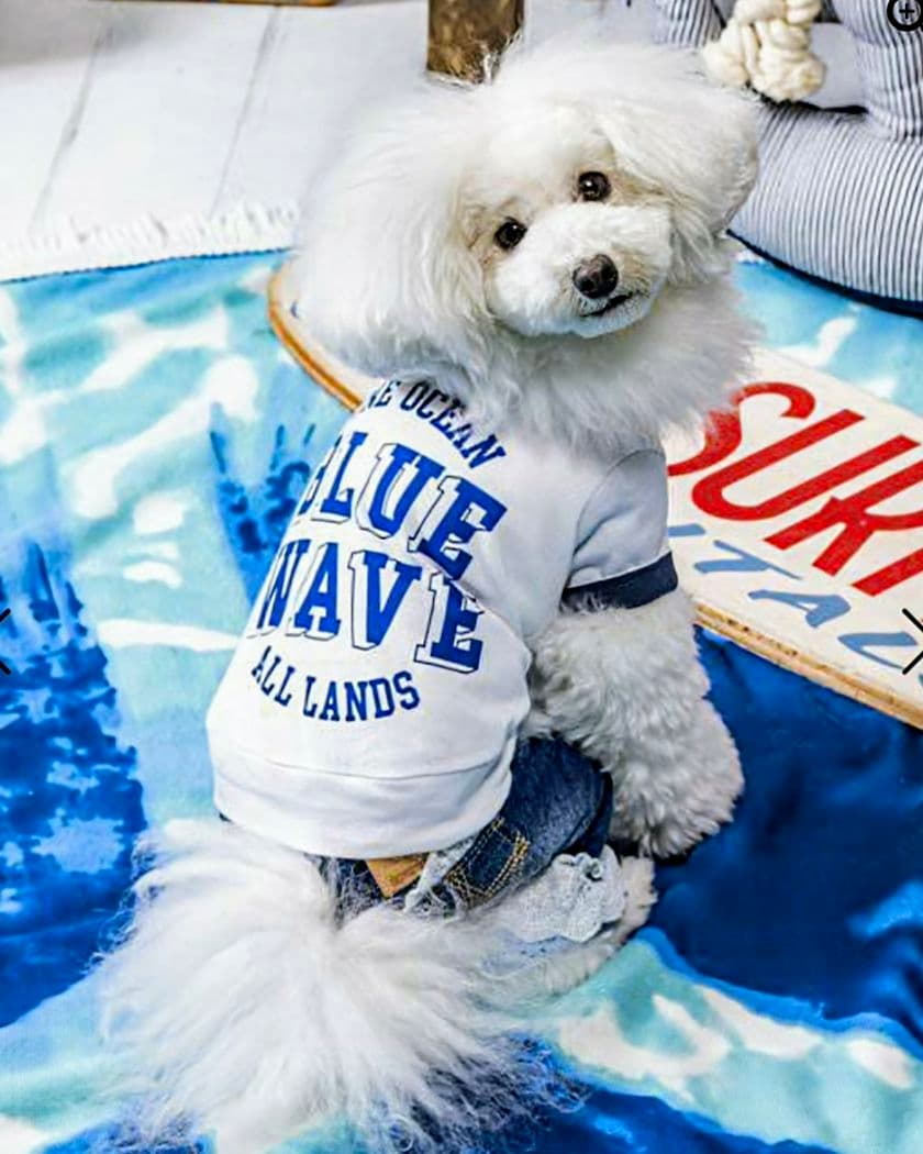 新品タグ付き　レース☆デニムPT 　asknowasdewan　アズノウアズデワ