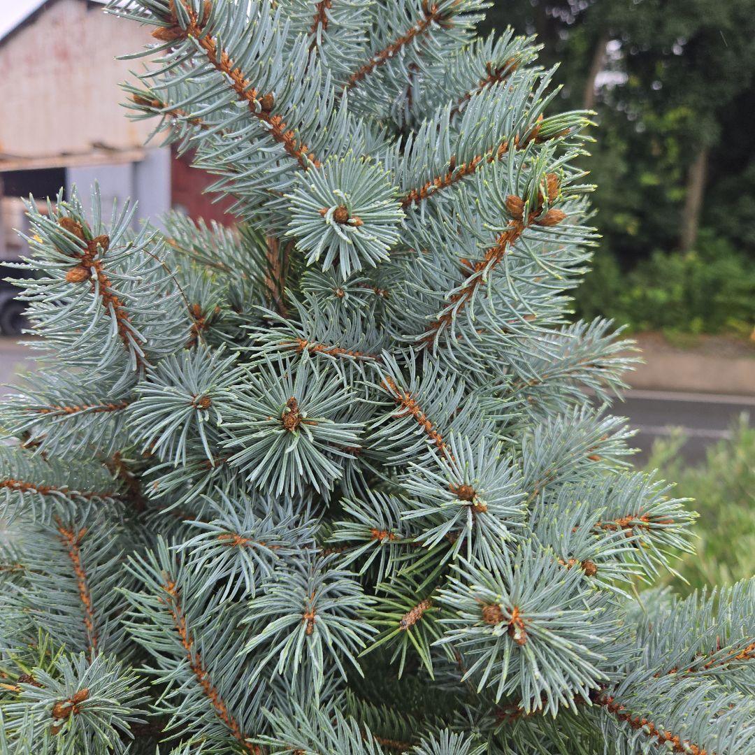 shirou34プンゲンス　トウヒ　スーパーブルー　特大苗木最高等級