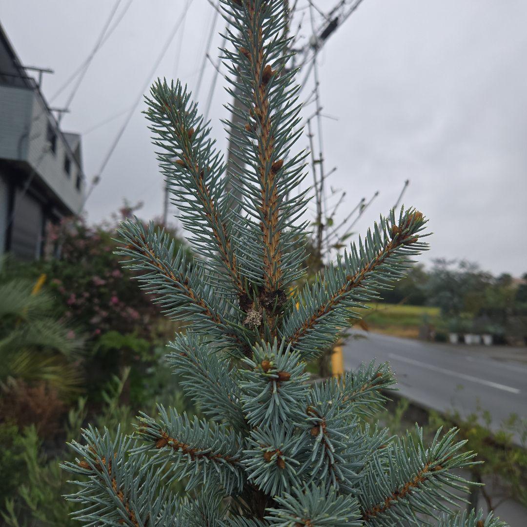 shirou34プンゲンス　トウヒ　スーパーブルー　特大苗木最高等級