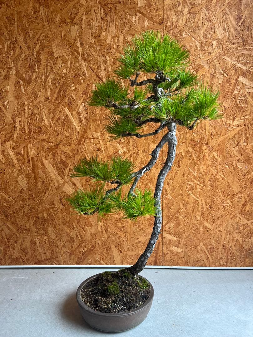 赤松 盆栽 文人木