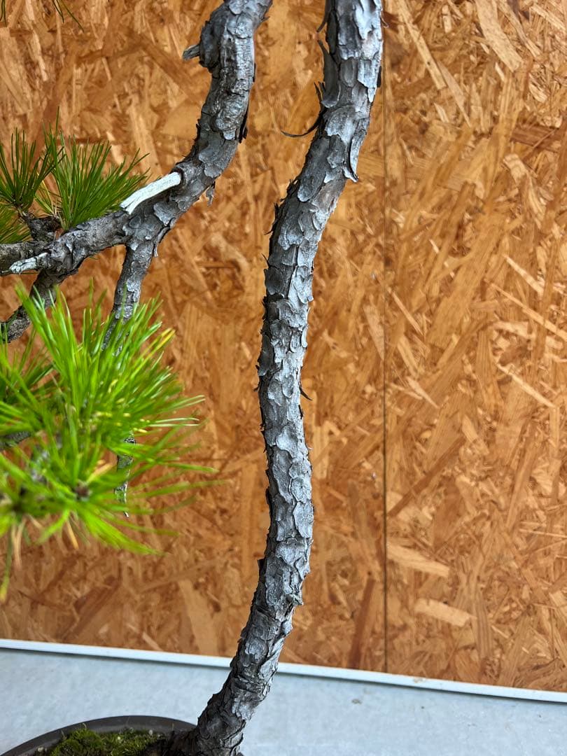 赤松 盆栽 文人木