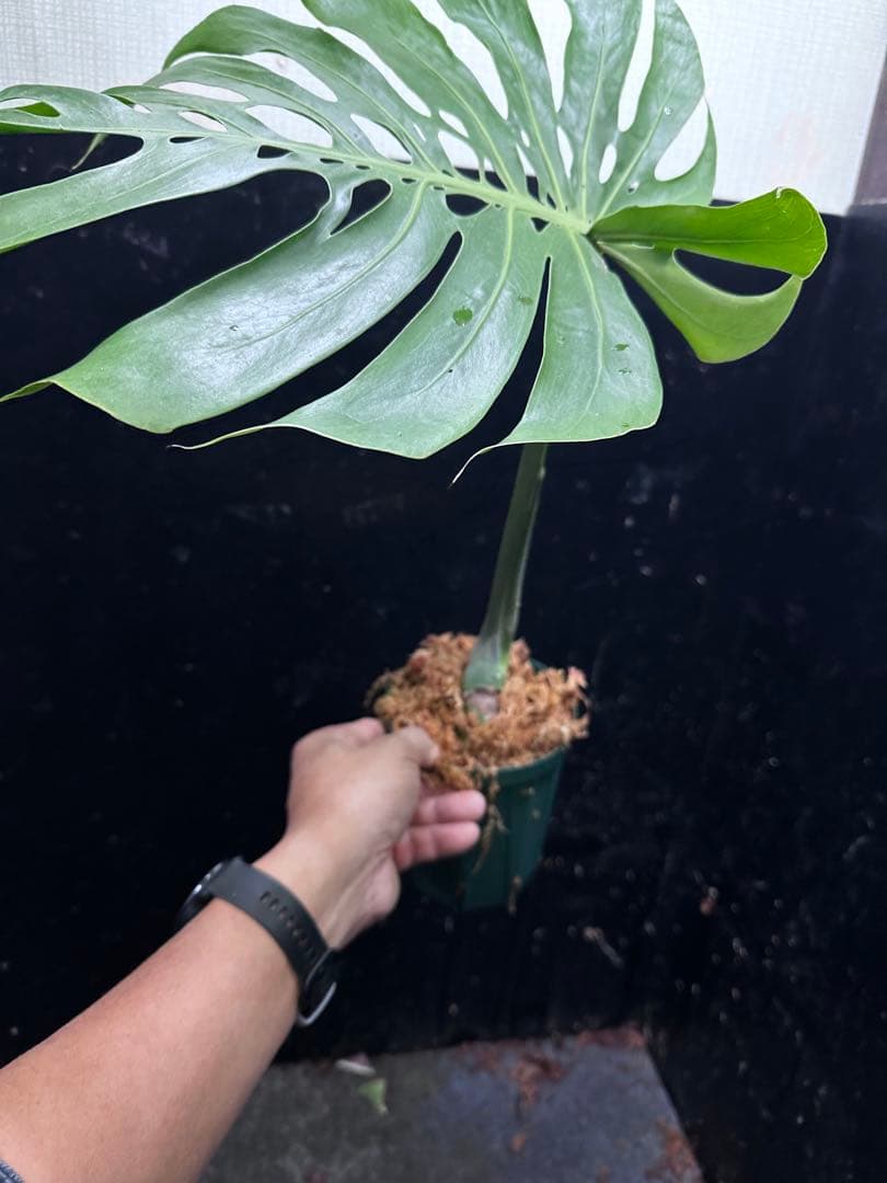 し*お様 モンステラデリシオーサマクロコズム超希少系統鉢植え58㎝