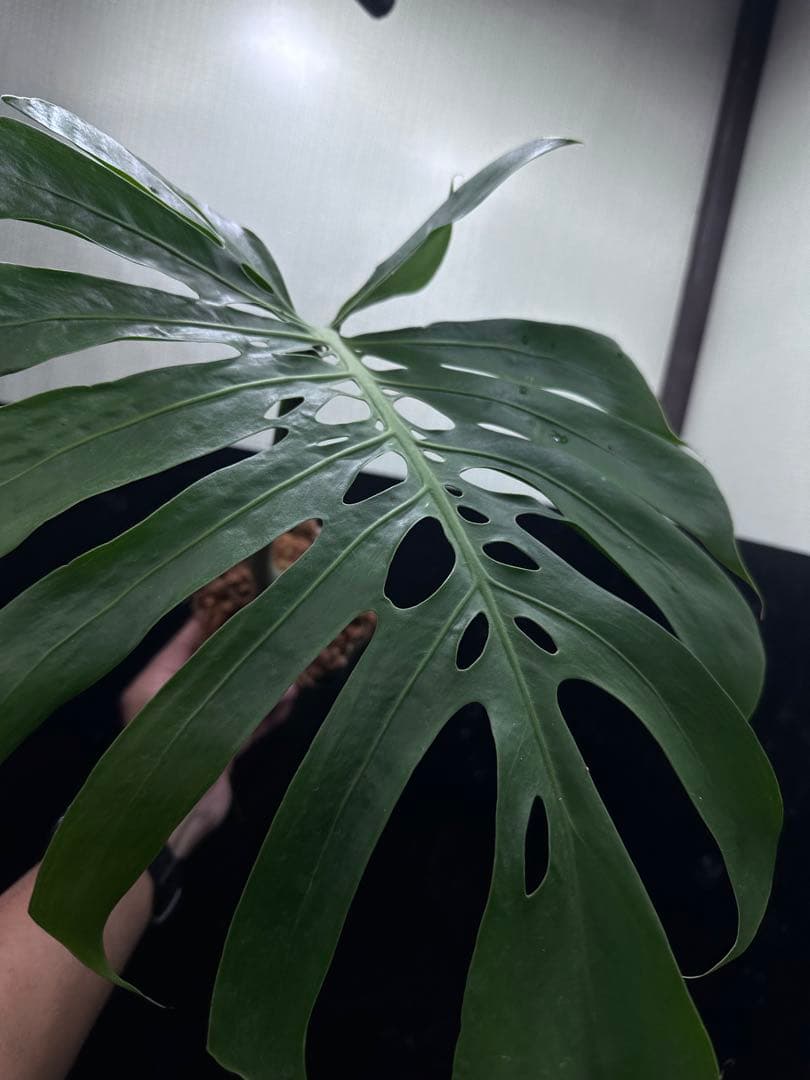 し*お様 モンステラデリシオーサマクロコズム超希少系統鉢植え58㎝