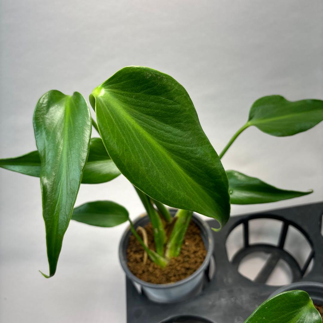 キ*ン様 5株セットMS06モンステラ バールマルクスフレーム