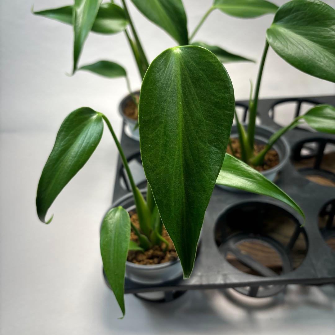 キ*ン様 5株セットMS06モンステラ バールマルクスフレーム