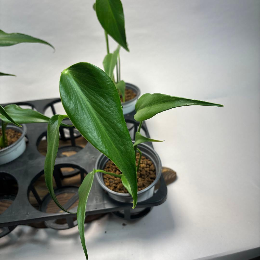 キ*ン様 5株セットMS06モンステラ バールマルクスフレーム