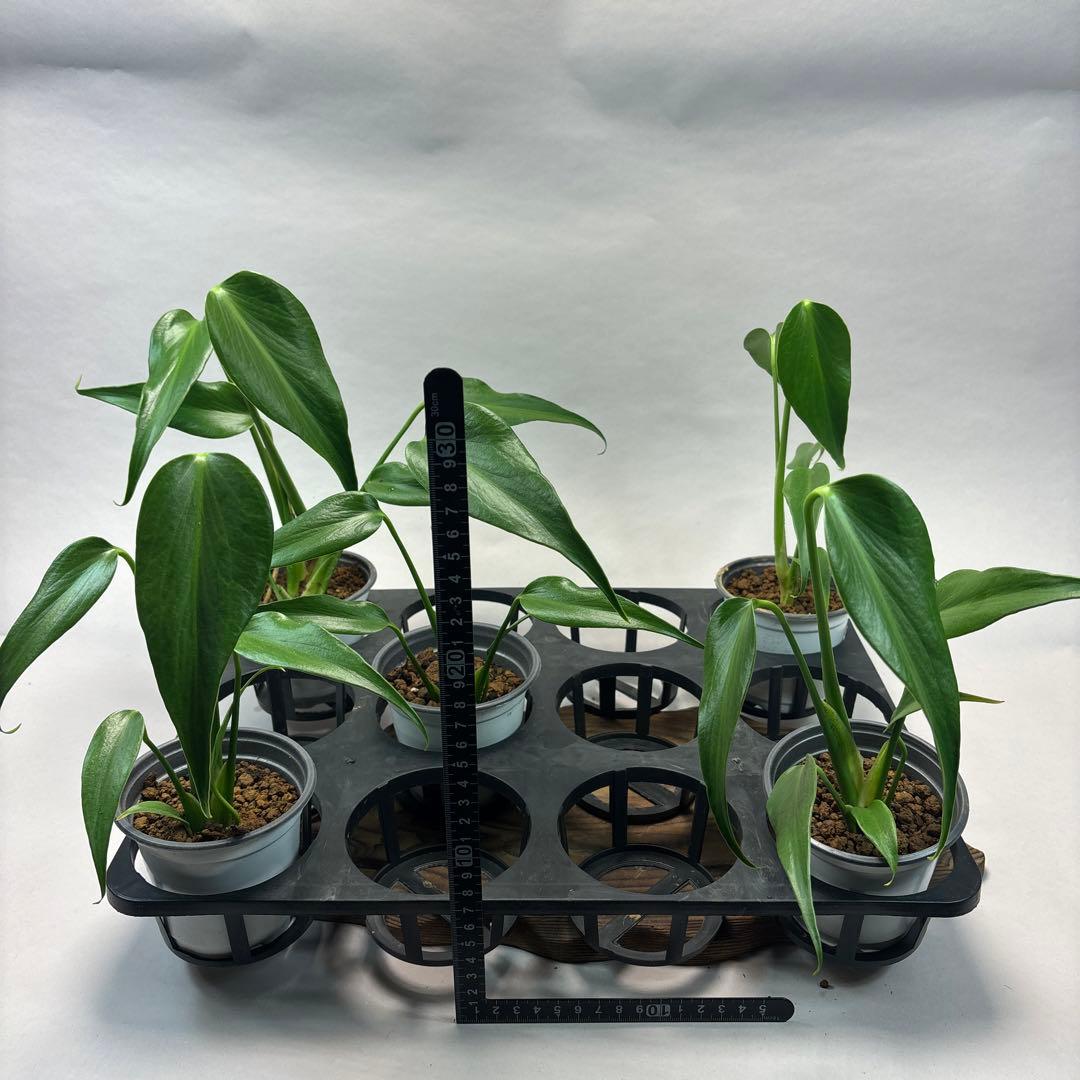 キ*ン様 5株セットMS06モンステラ バールマルクスフレーム