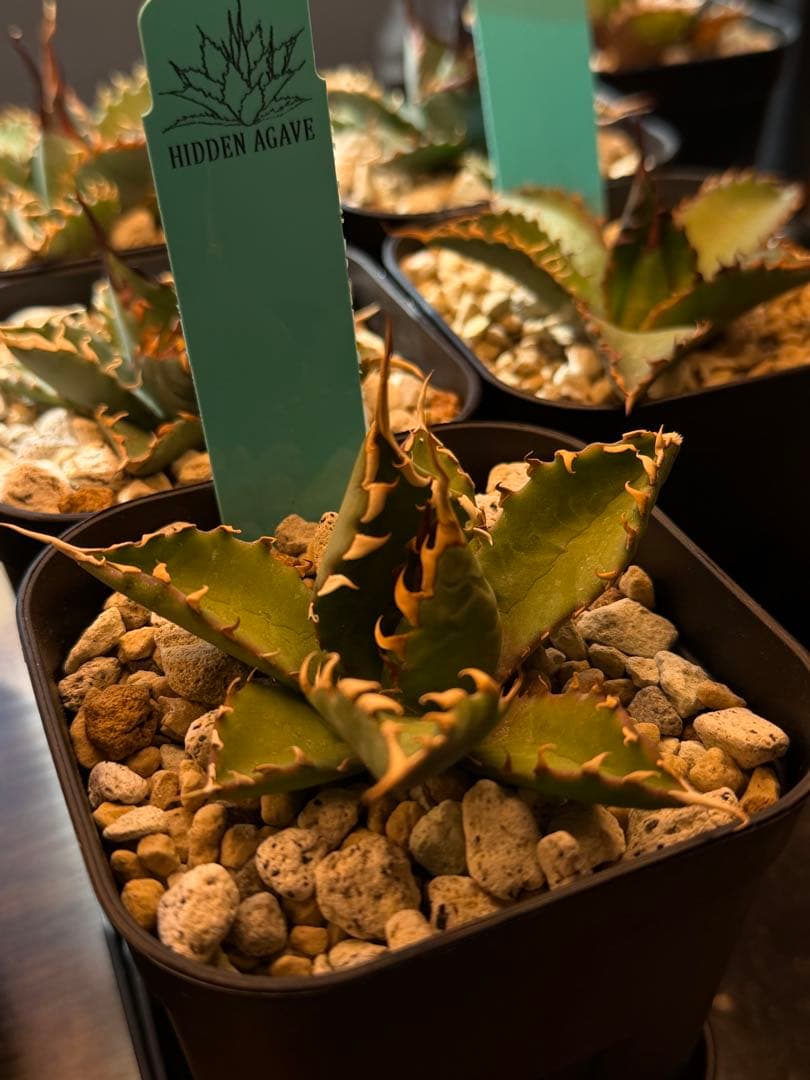 アガベ エボリスピナ× BB hybrid ハイブリッド【発根活着済】③