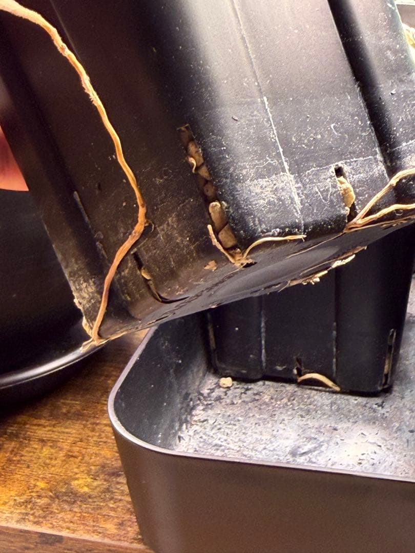 アガベ エボリスピナ× BB hybrid ハイブリッド【発根活着済】③