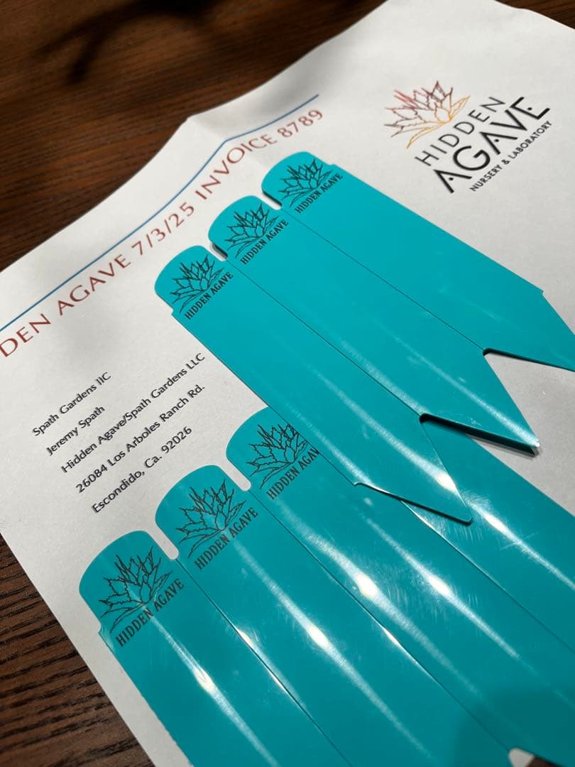 アガベ エボリスピナ× BB hybrid ハイブリッド【発根活着済】③