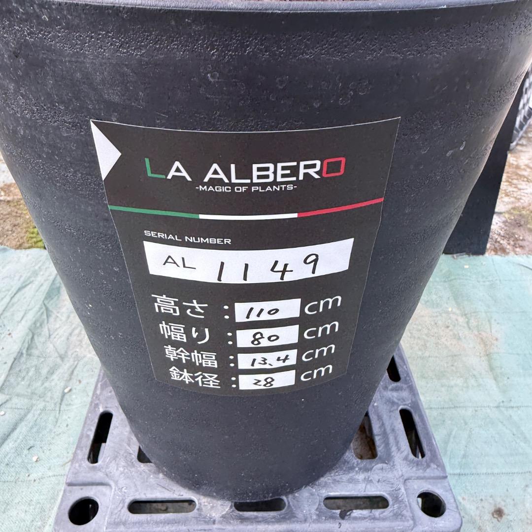 【AL1149】ユッカ　ロストラータ　ランチョブルー　数量限定