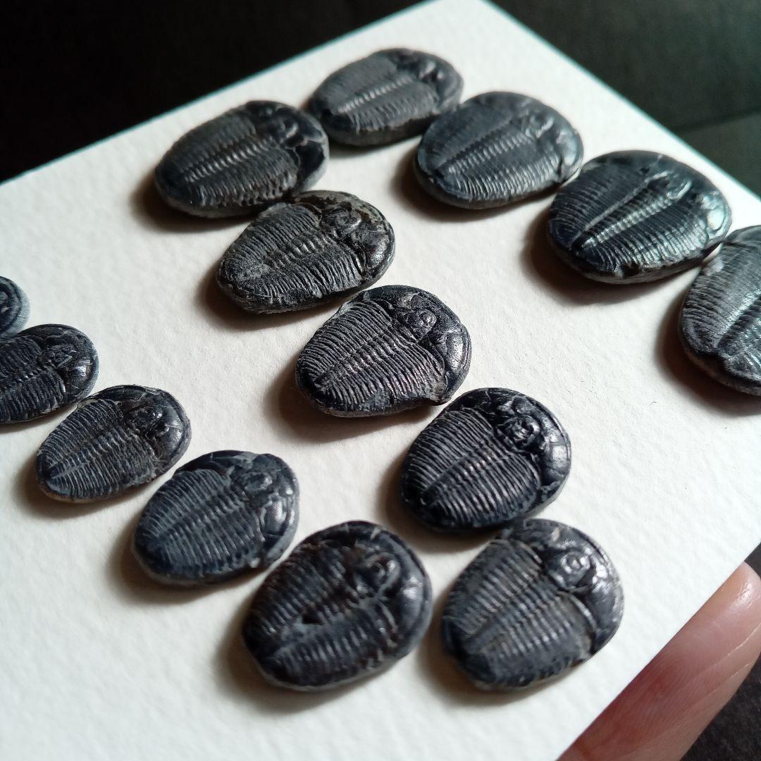 化石標本　三葉虫　エルラシア 完全体　15体