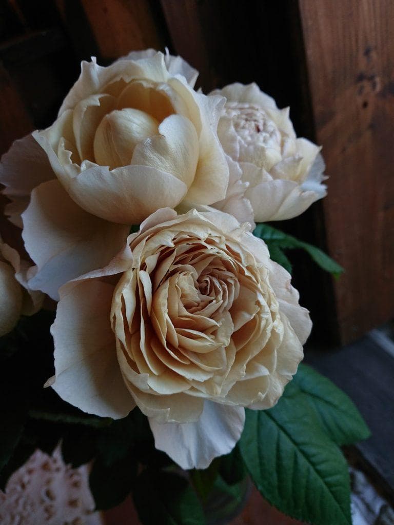 バラ苗　和バラ　正規品