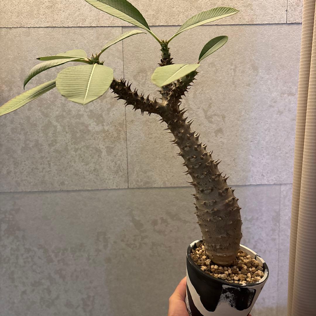 パキポディウムバロニー実生