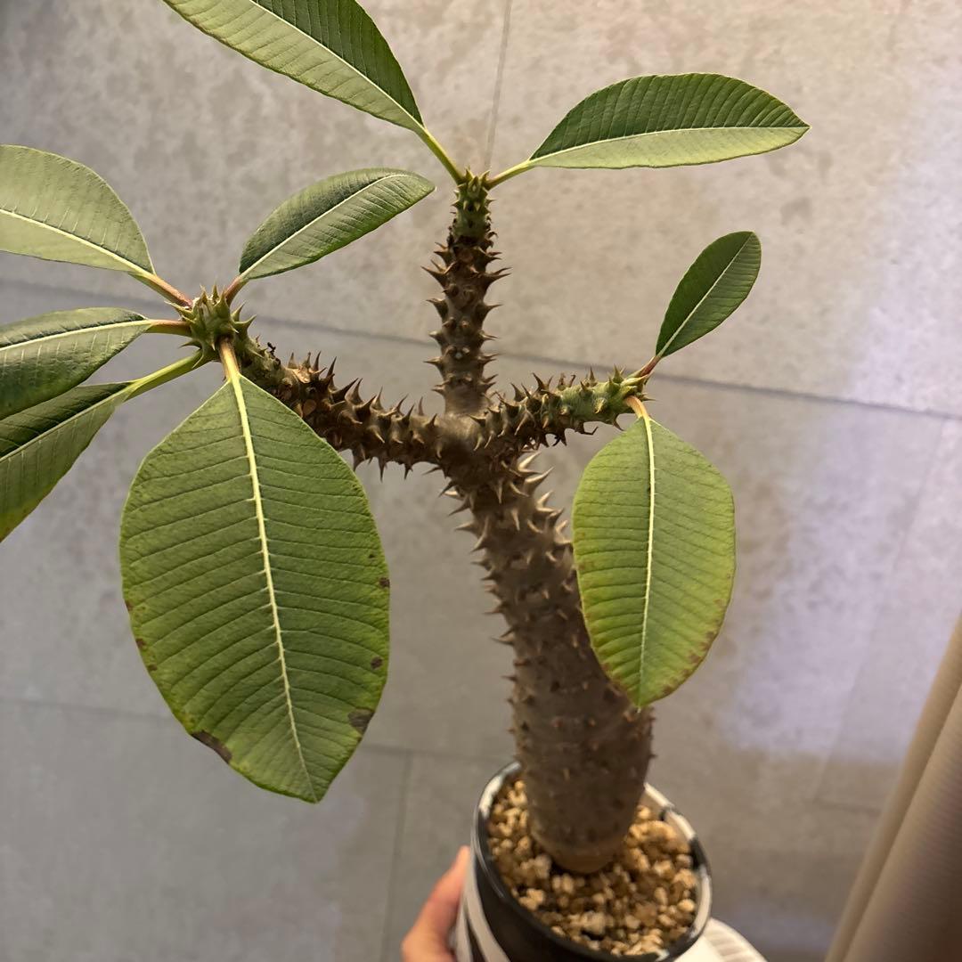 パキポディウムバロニー実生