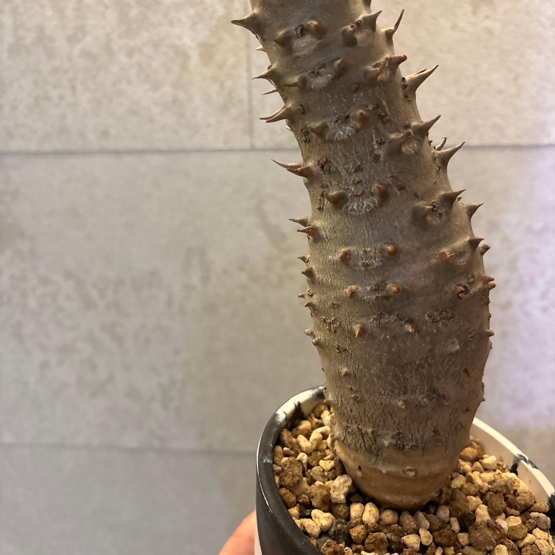 パキポディウムバロニー実生