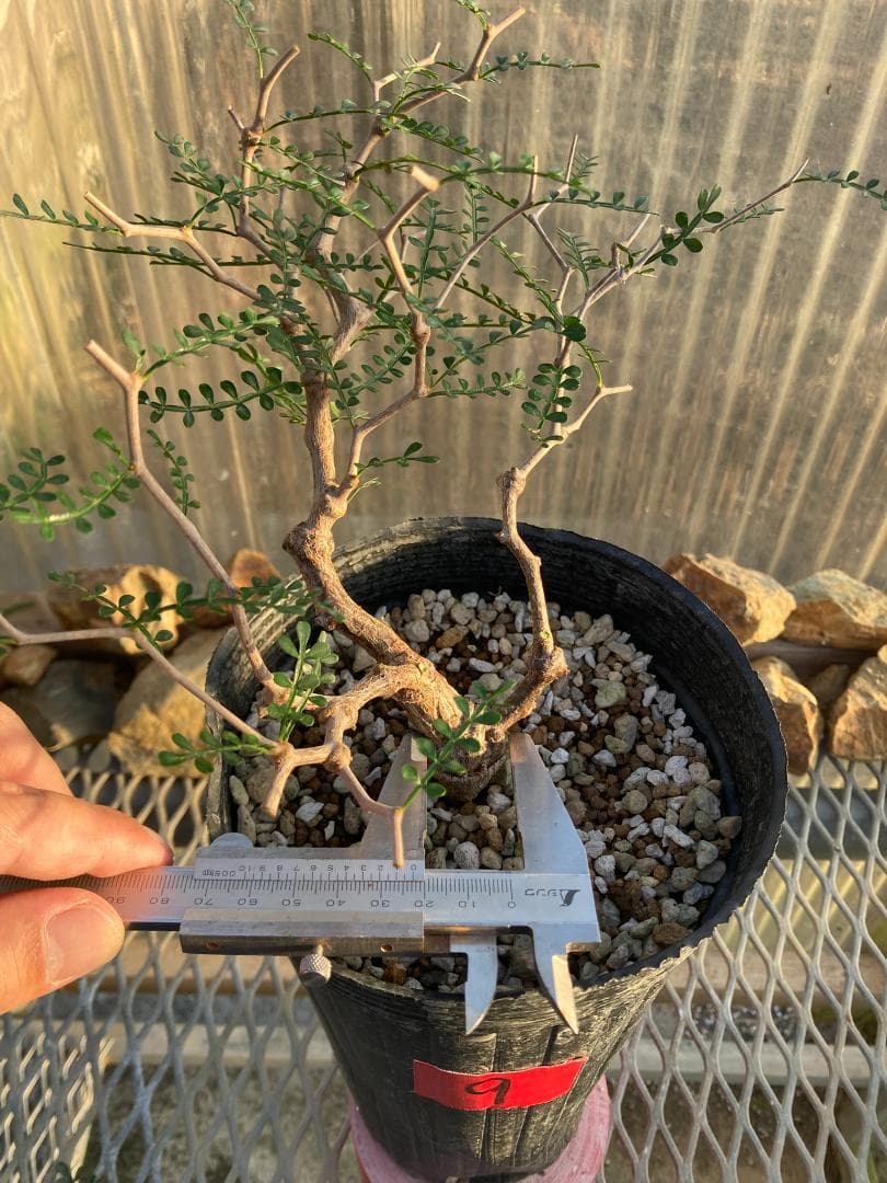 オペルクリカリア・パキプス(根挿し)No9