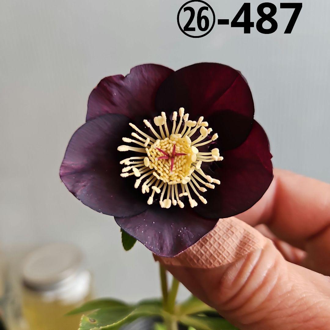 チョラコ☆様ご購入苗㉖-487クリスマスローズ