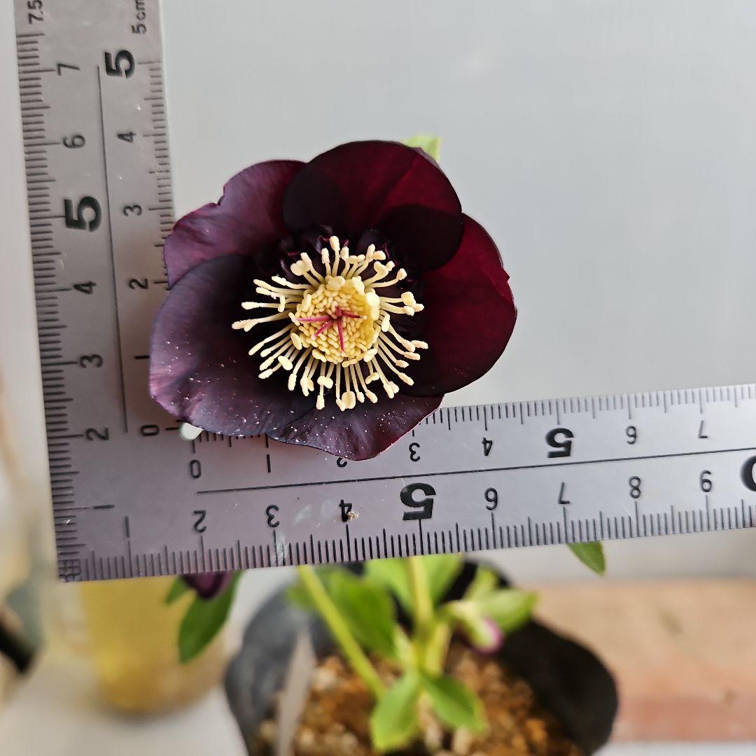 チョラコ☆様ご購入苗㉖-487クリスマスローズ