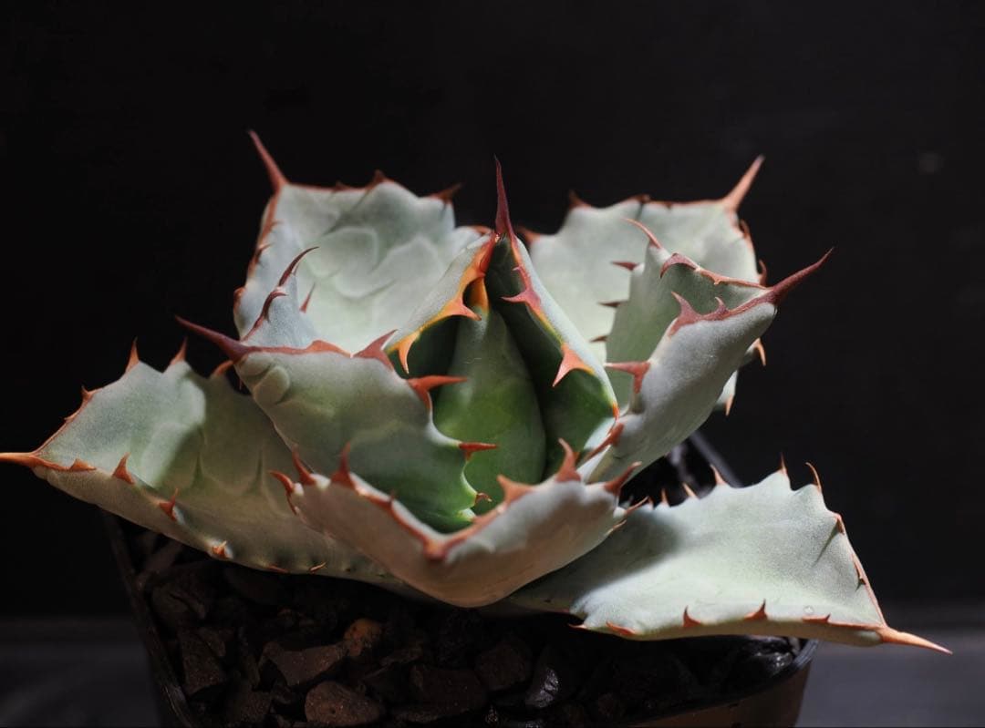 アガベ　hybrid 雷蟹×姫厳竜