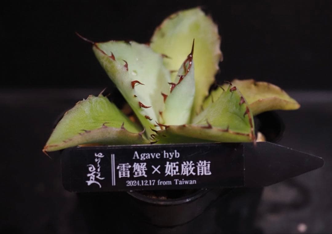 アガベ　hybrid 雷蟹×姫厳竜