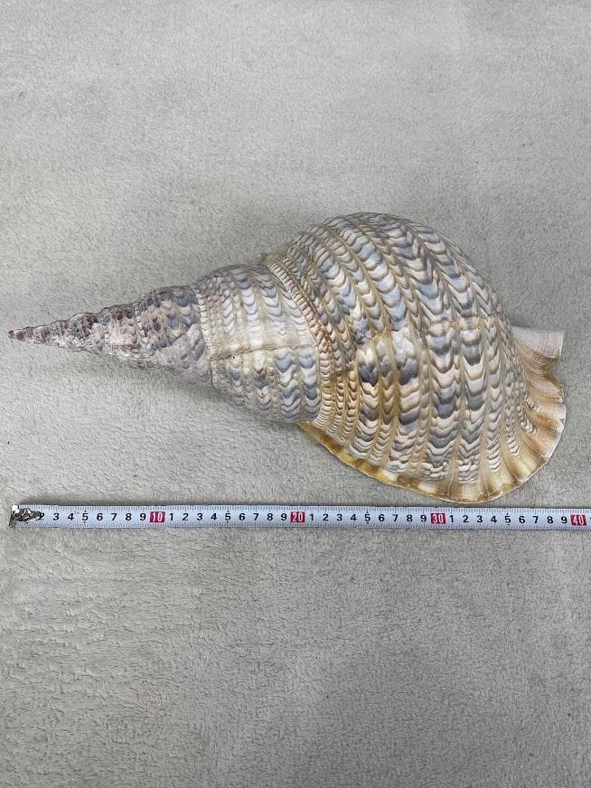 法螺貝 約40cm 837g