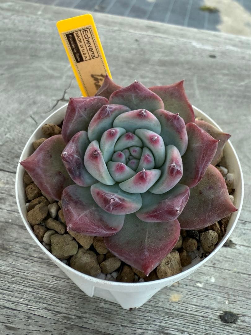 2 希少 リンゼアナNo.3 丸葉タイプ　カリフォルニア輸入