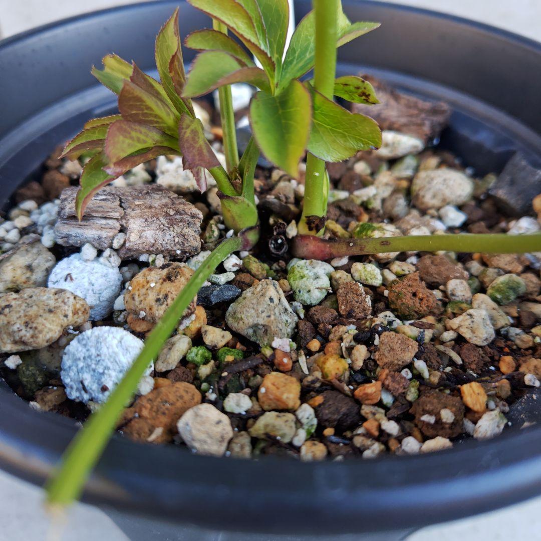 バ*カ様 クリスマスローズ 加藤農園 八咫烏 株分け