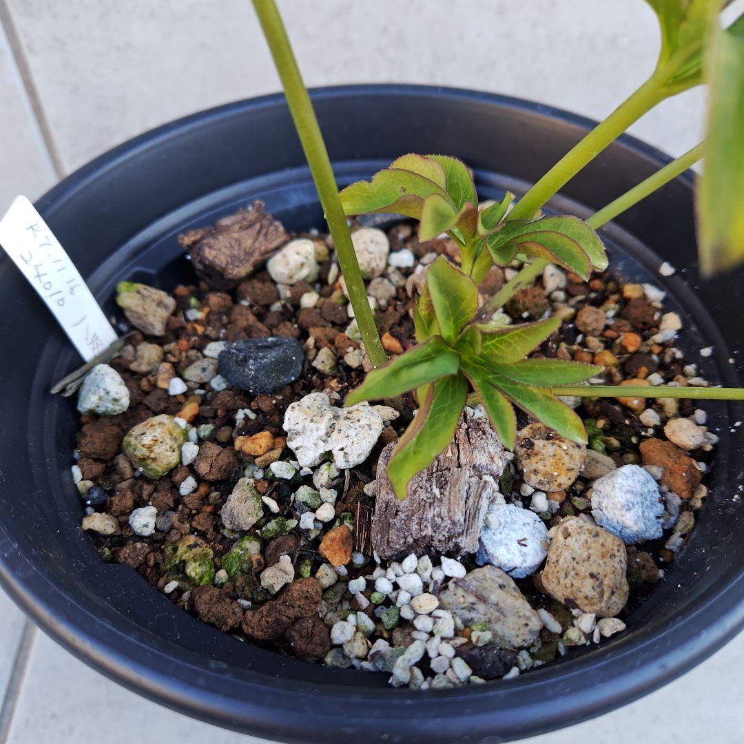 バ*カ様 クリスマスローズ 加藤農園 八咫烏 株分け