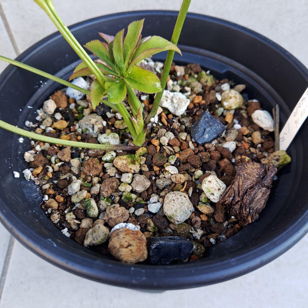 バ*カ様 クリスマスローズ 加藤農園 八咫烏 株分け