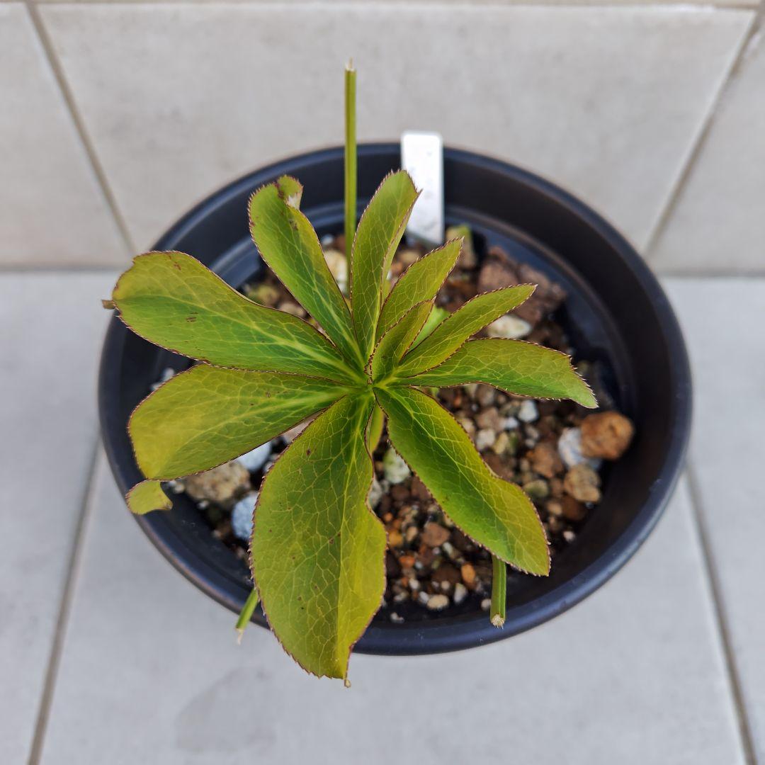 バ*カ様 クリスマスローズ 加藤農園 八咫烏 株分け