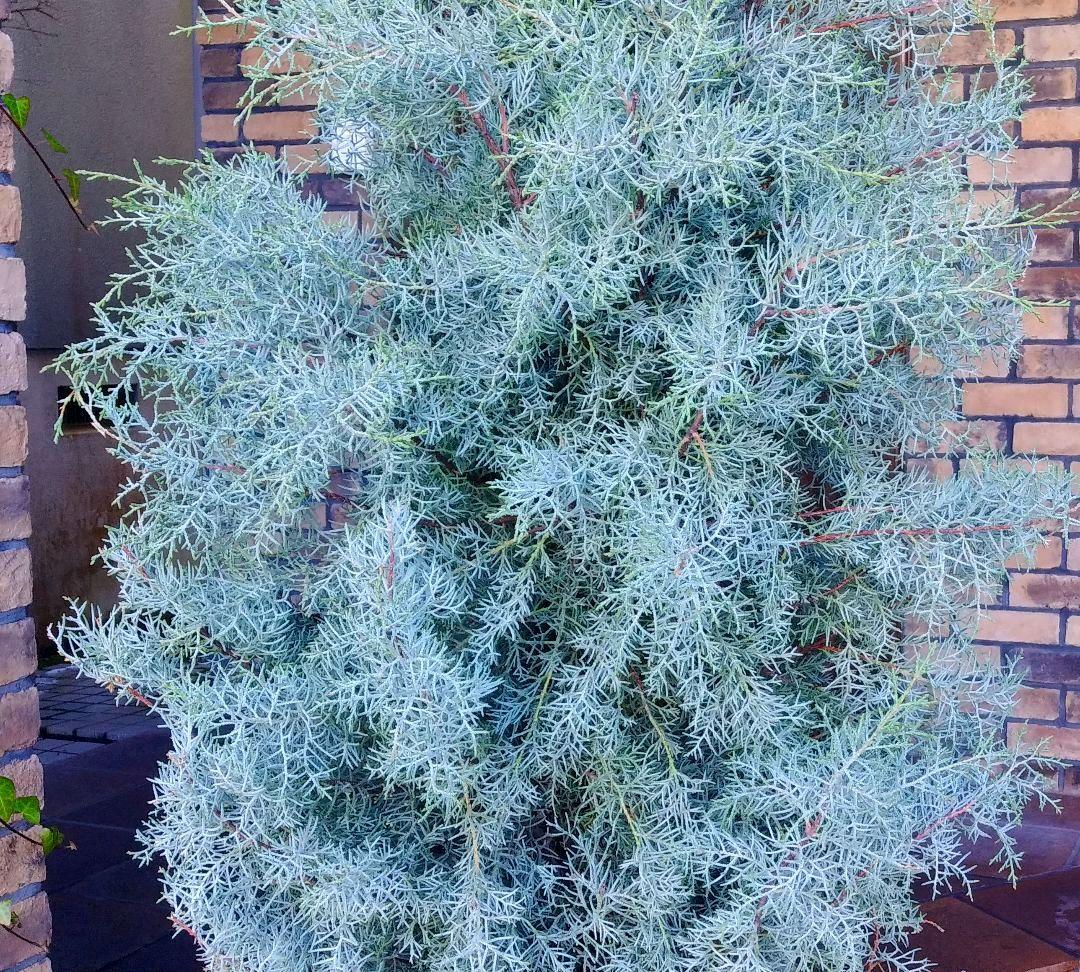 ブルーアイス 苗 200cm❗10号 大型 綺麗な葉色 シルバーブルー 自然樹形