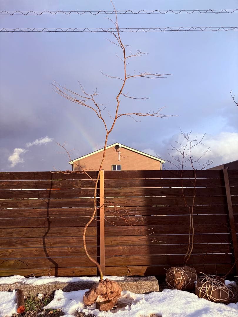 51 天然山採り　サワフタギ