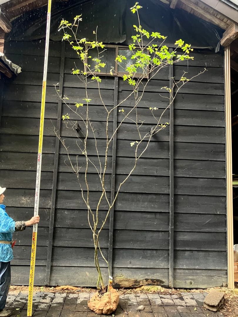 71 山採り　アオダモ