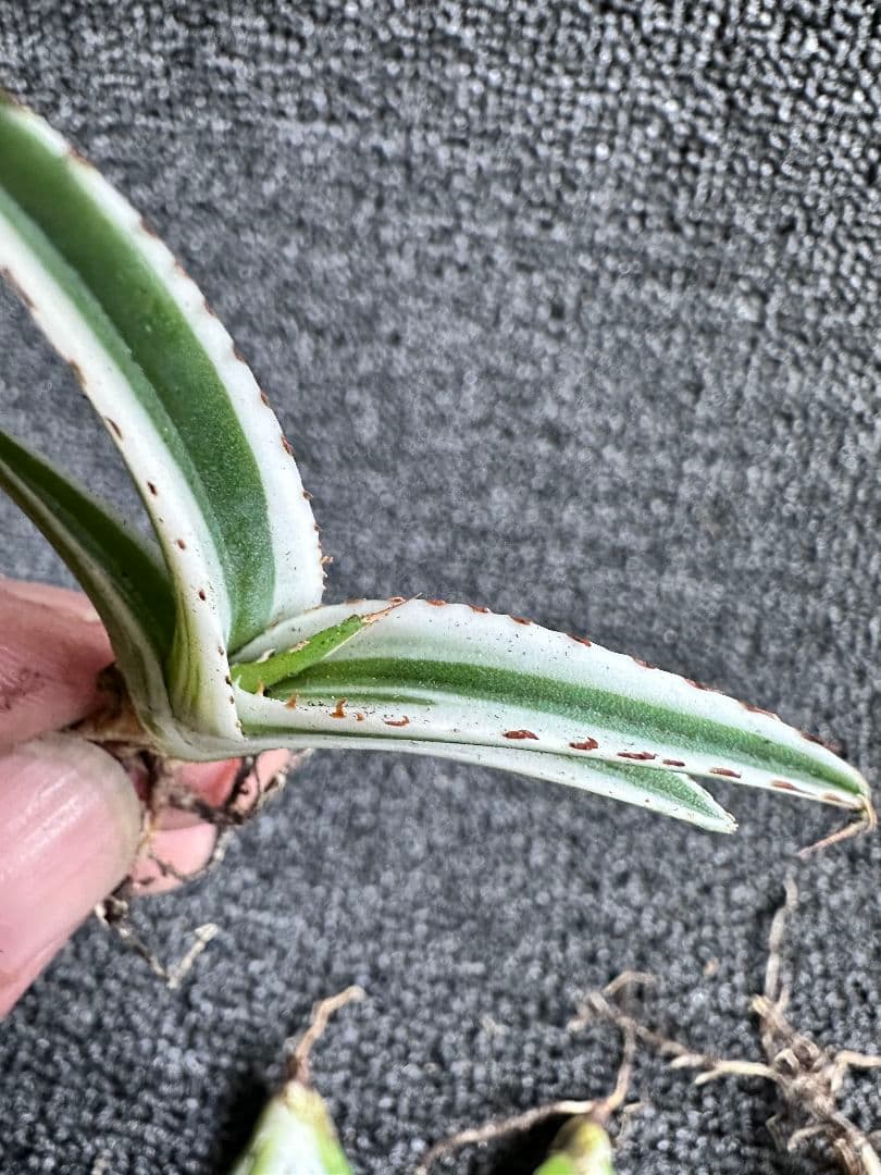 2190アガベ チタノタ 丸叶氷山 子株 10株セット