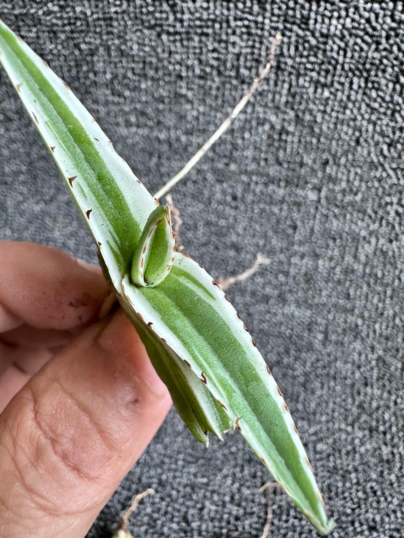 2190アガベ チタノタ 丸叶氷山 子株 10株セット