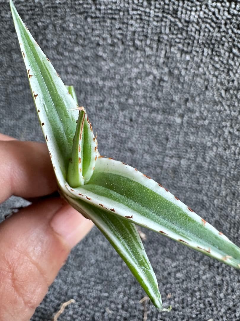 2190アガベ チタノタ 丸叶氷山 子株 10株セット