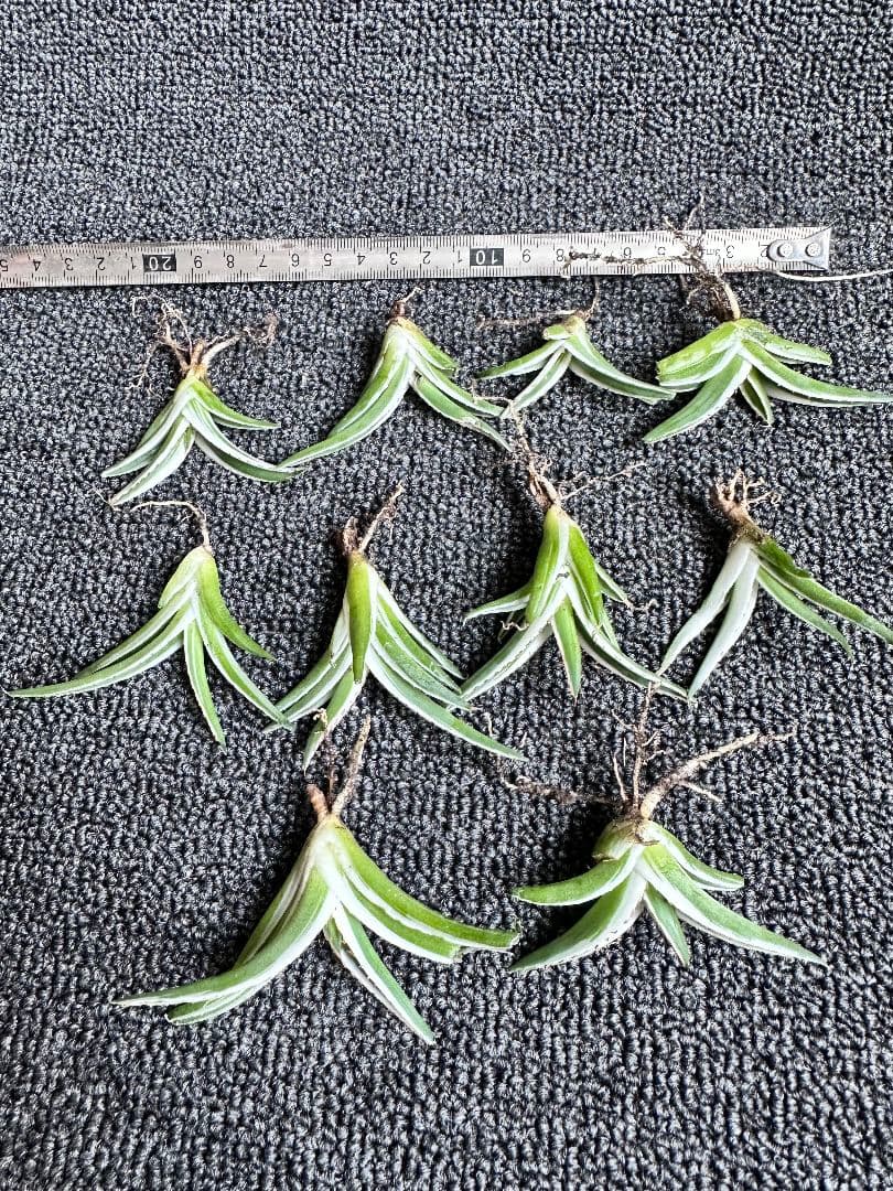 2190アガベ チタノタ 丸叶氷山 子株 10株セット