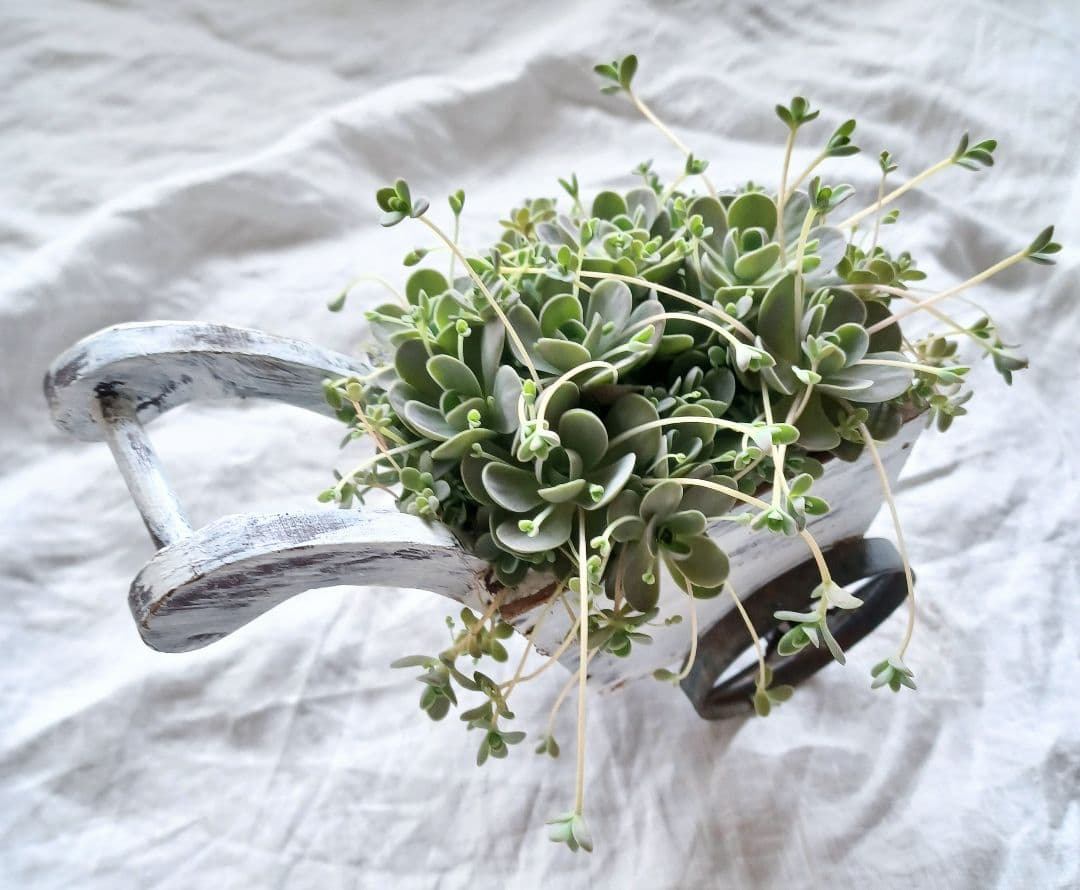 多肉植物 子持ち蓮華 荷車入り