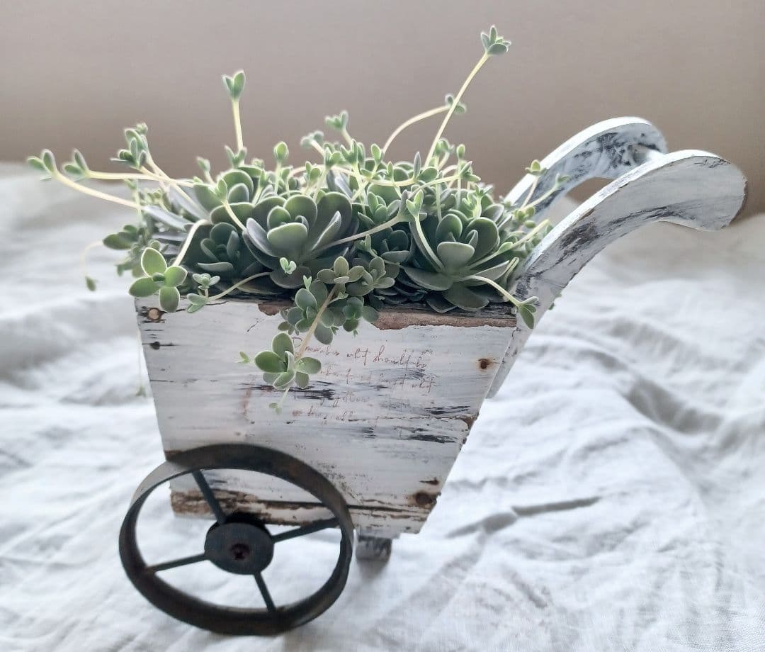 多肉植物 子持ち蓮華 荷車入り