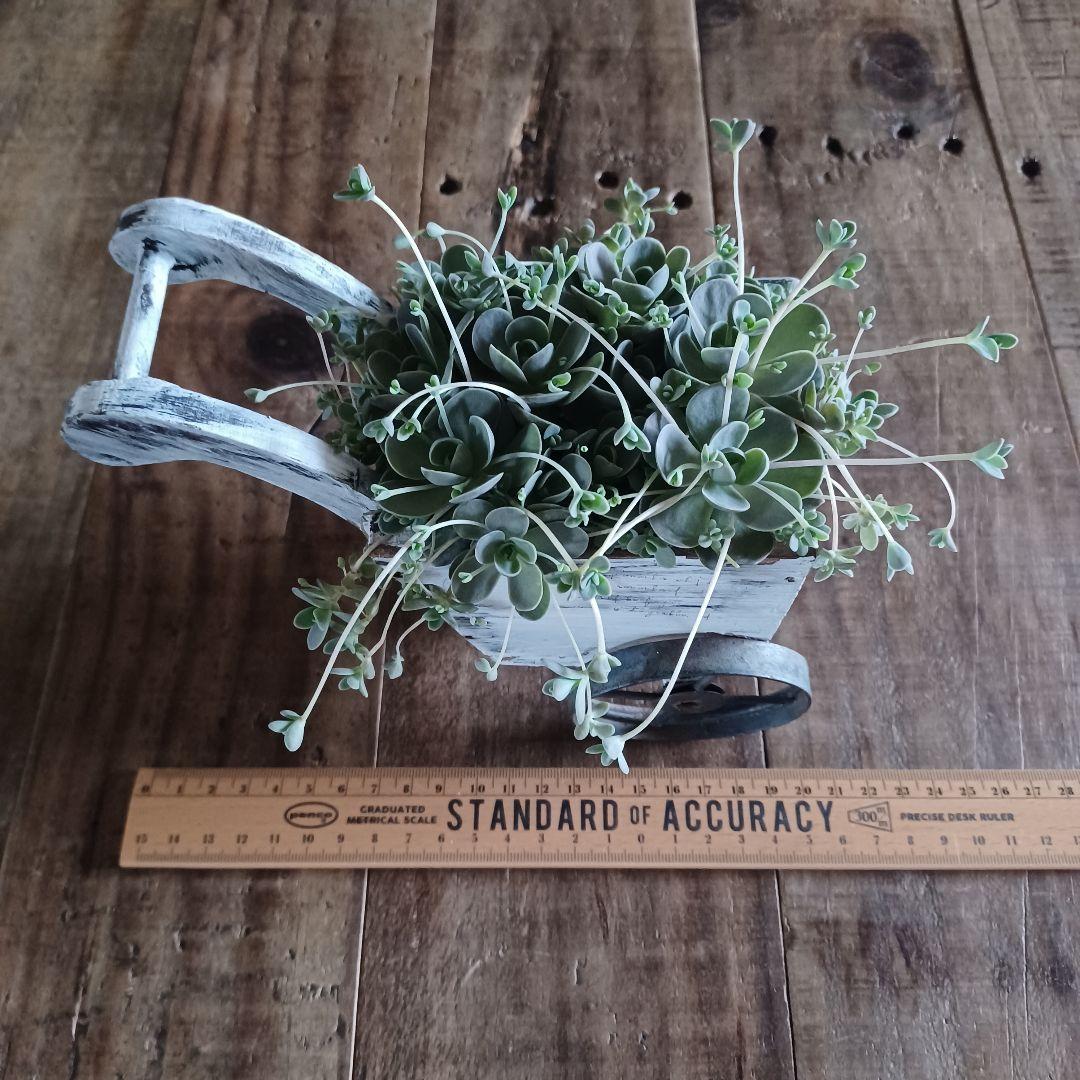 多肉植物 子持ち蓮華 荷車入り