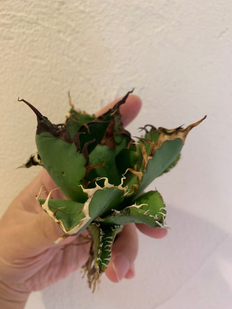 【goodtaniku】Gt オアハカ実生