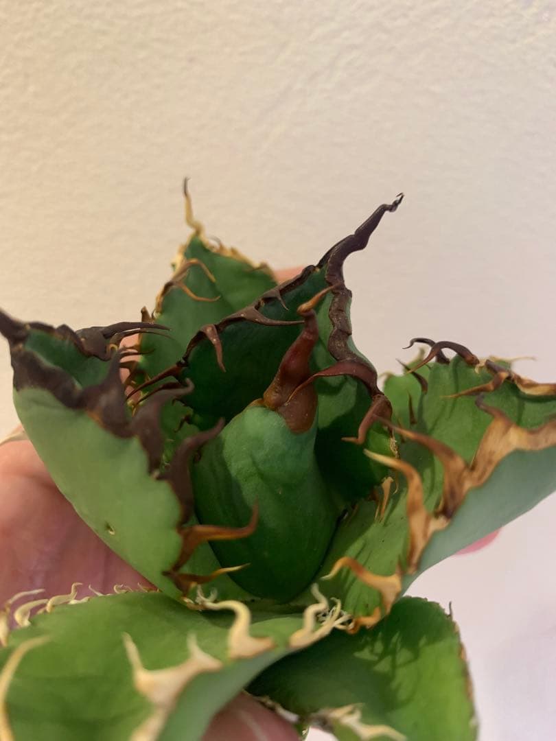 【goodtaniku】Gt オアハカ実生