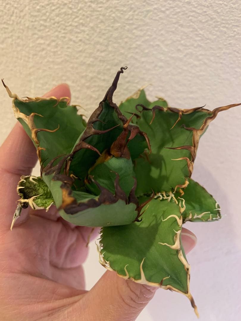 【goodtaniku】Gt オアハカ実生