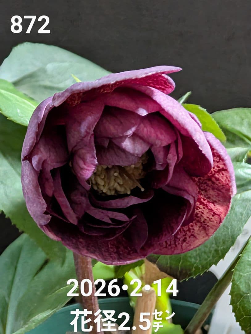 872★クリマスローズ：加藤農園【リバースピコティ】開花株
