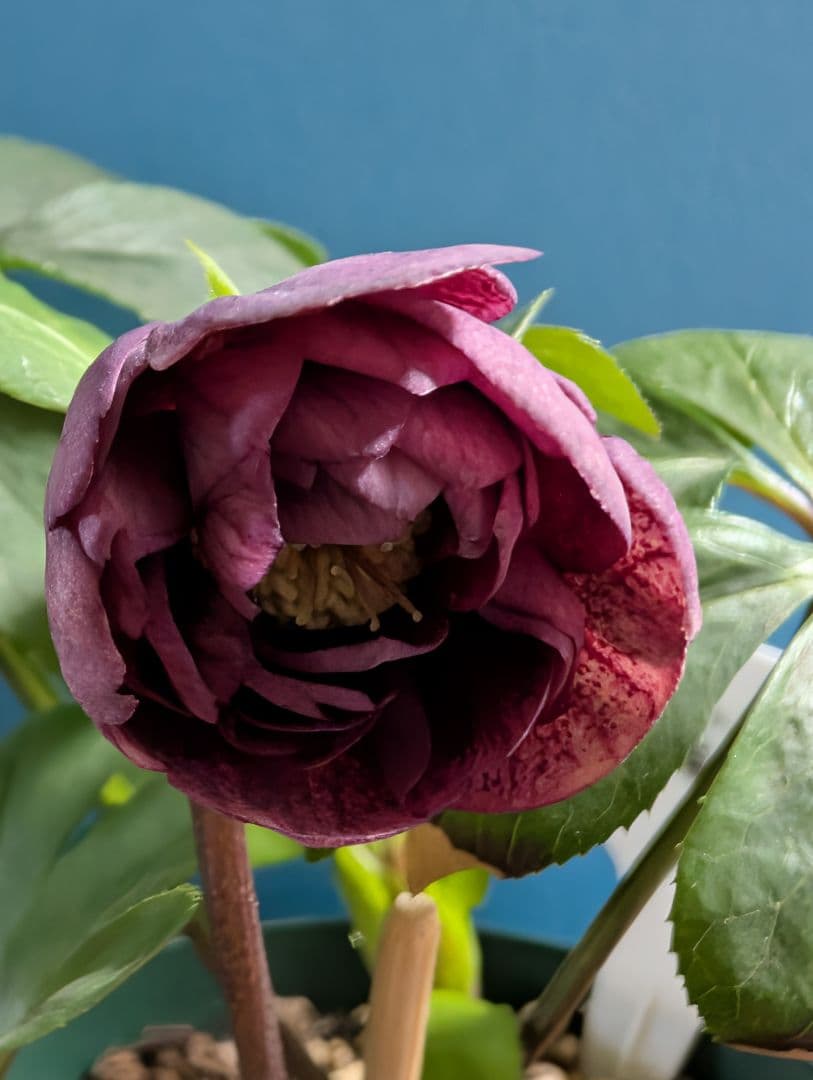 872★クリマスローズ：加藤農園【リバースピコティ】開花株