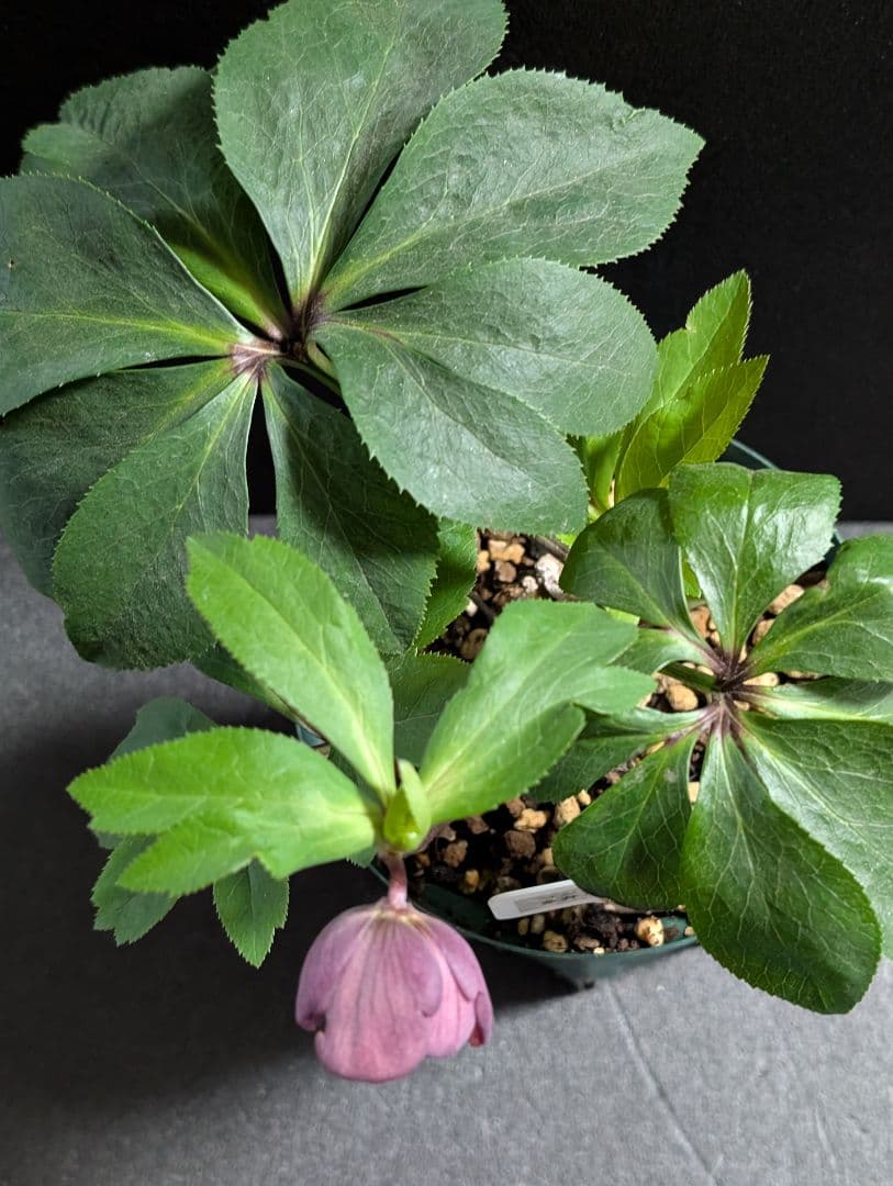 872★クリマスローズ：加藤農園【リバースピコティ】開花株